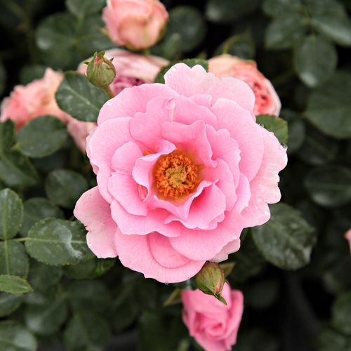 Róże sprzedaż internetowa - Różowy  - róże rabatowe floribunda - róża z dyskretnym zapachem - Rosa  Baby Blanket® - Wilhelm Kordes III. - Średnio wysoka, rozkrzewiona, mimo tego jest odmianą dobrze rozgałęziającą się i szybko rosnącą, w ten sposób z powod